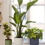 Runder Elho Vibes Fold Blumentopf in Anthrazit mit Rillenmuster, auf einer Fensterbank mit Pflanzen.