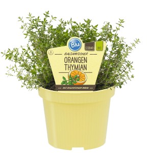 Blu Orangenthymian im Topf (ca. 12 cm Ø), ein Küchenkräuter-Highlight für Garten und Balkon.
