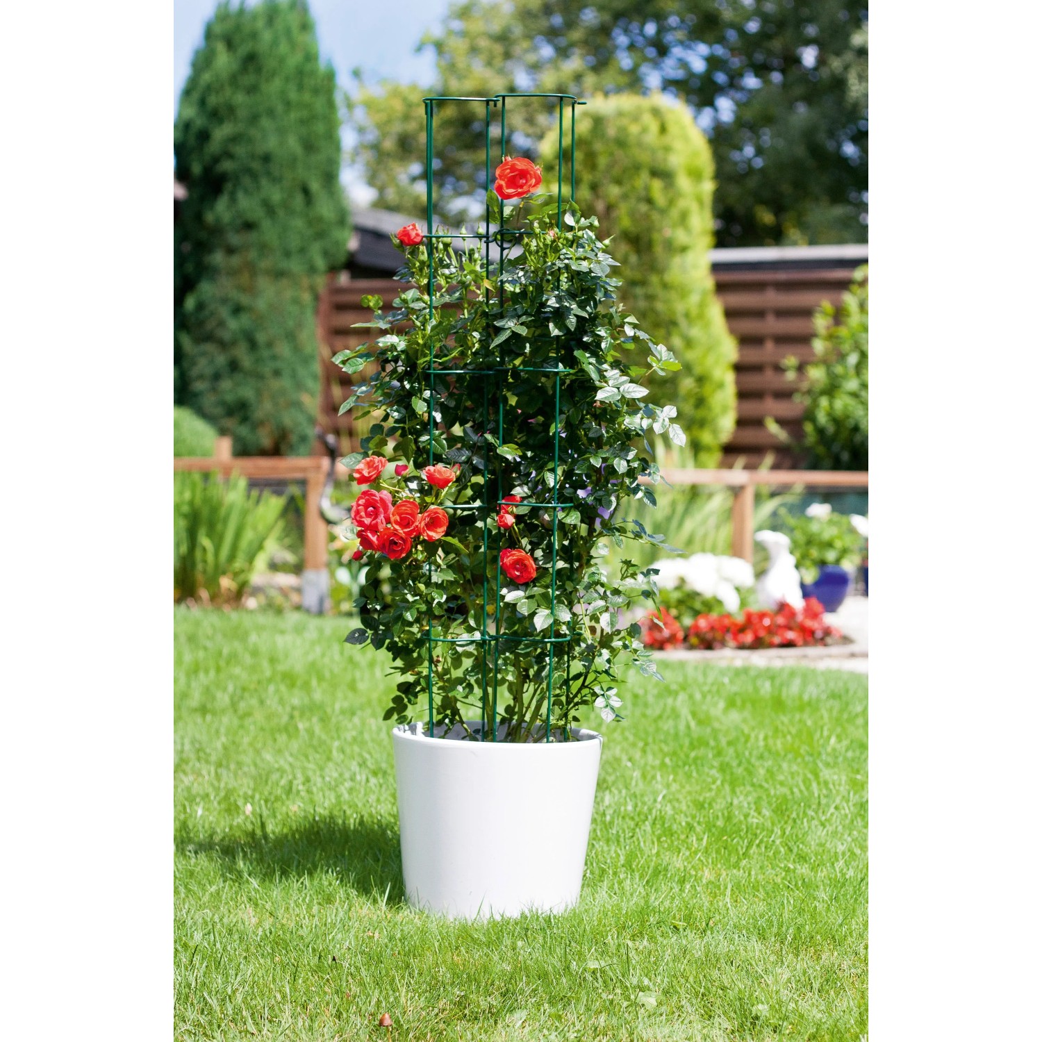 bambus black pearl im kbel Fargesia nitida 'Black Pearl' / Schwarzer Bambus