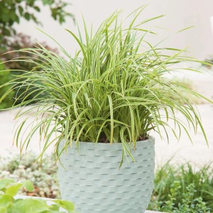 Japan-Segge 'Ice Dance' im Topf, grüne Blätter mit weißen Rändern. Dekorative Garten- und Terrassenpflanze.