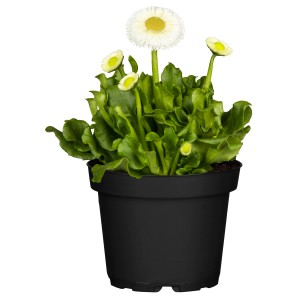 Gänseblümchen im Topf, weiße Blüten mit gelber Mitte, Frühjahrsbepflanzung.