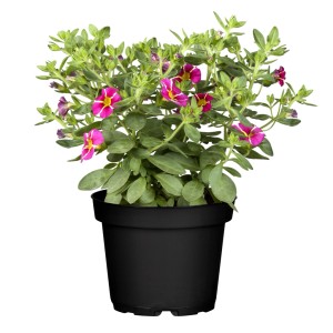 Zauberglöckchen im Topf mit pink-gelben Blüten, ideal als Hängepflanze für Balkon und Garten.