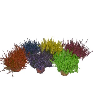 Verschiedenfarbige Knospenblüher-Heide (Calluna) im Topf, ideal für Balkon und Garten.