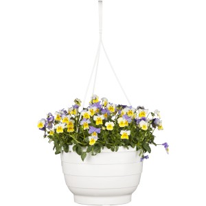 Hornveilchen-Mix in Ampel mit gelben, weißen und lila Blüten. Frühjahrsbepflanzung für Balkon und Terrasse.