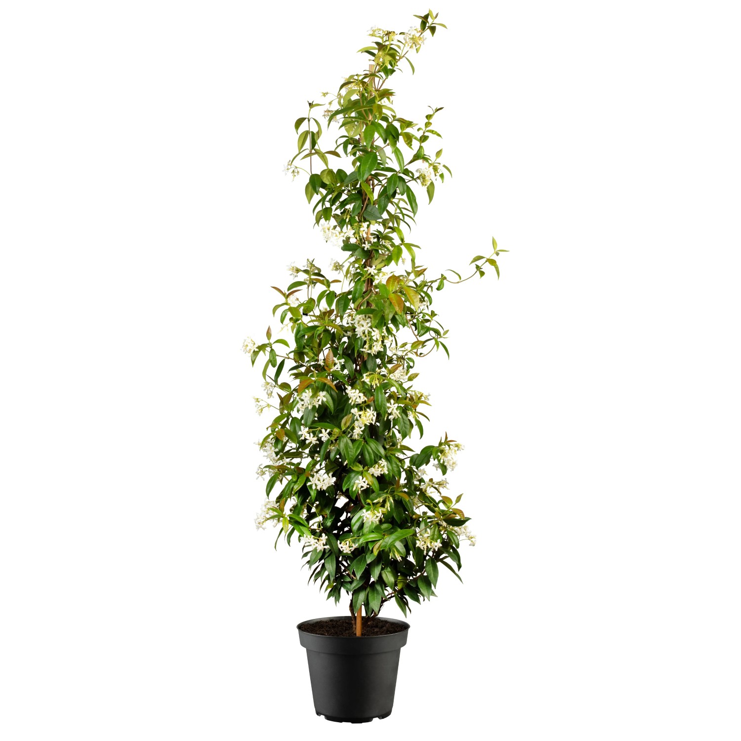 drachenbaum janet lind Dracaena Janet Lind – Elegante & pflegeleichte Zimmerpflanze