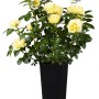 Gelbe Duftrose (Rosa Hybride) im Topf, ca. 20-30 cm hoch. Ideal für Beet und Kübel.
