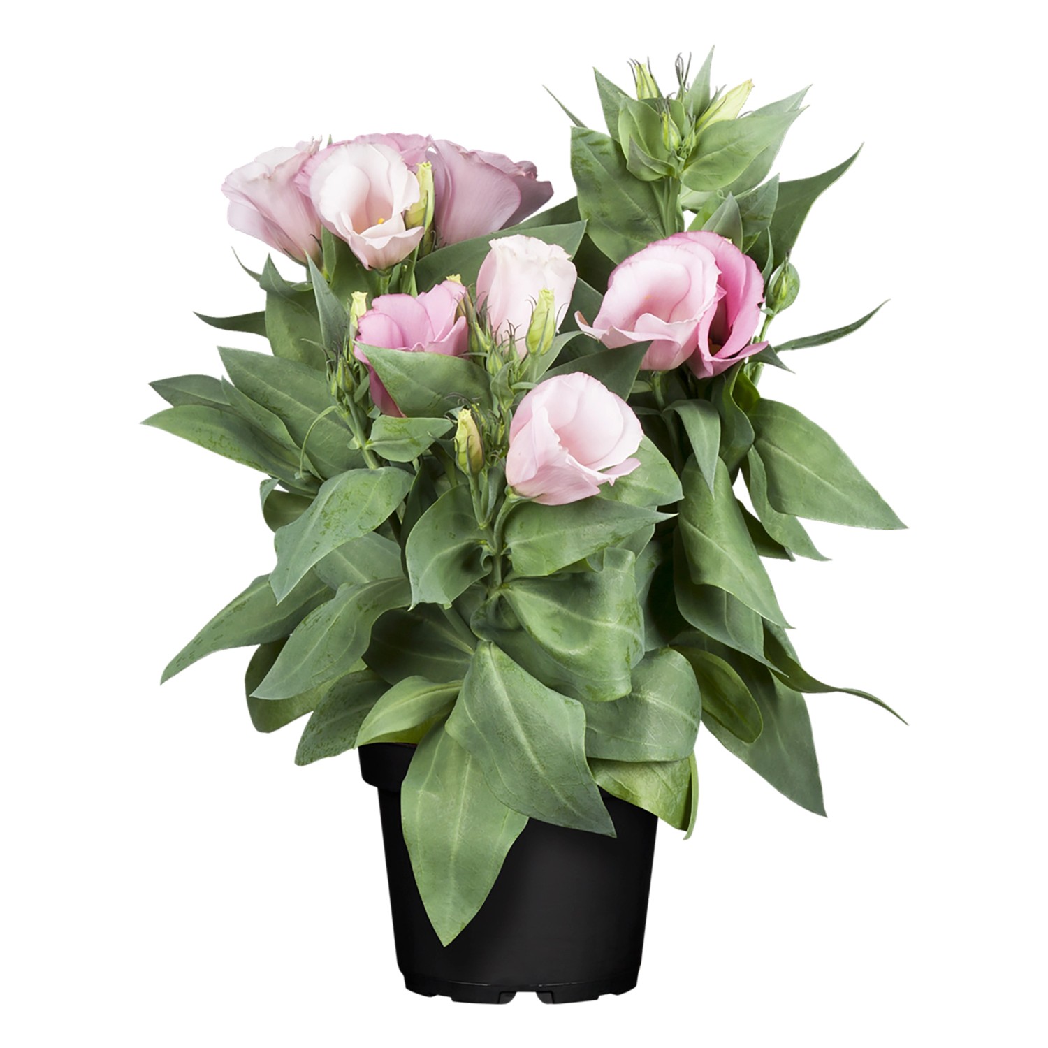 Bauchblume TopfØ ca. 13 cm Eustoma grandiflorum kaufen bei OBI