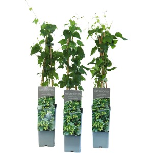 Drei Töpfe Echter Hopfen Northern Brew, ca. 40-60 cm hoch, grüne Blätter.