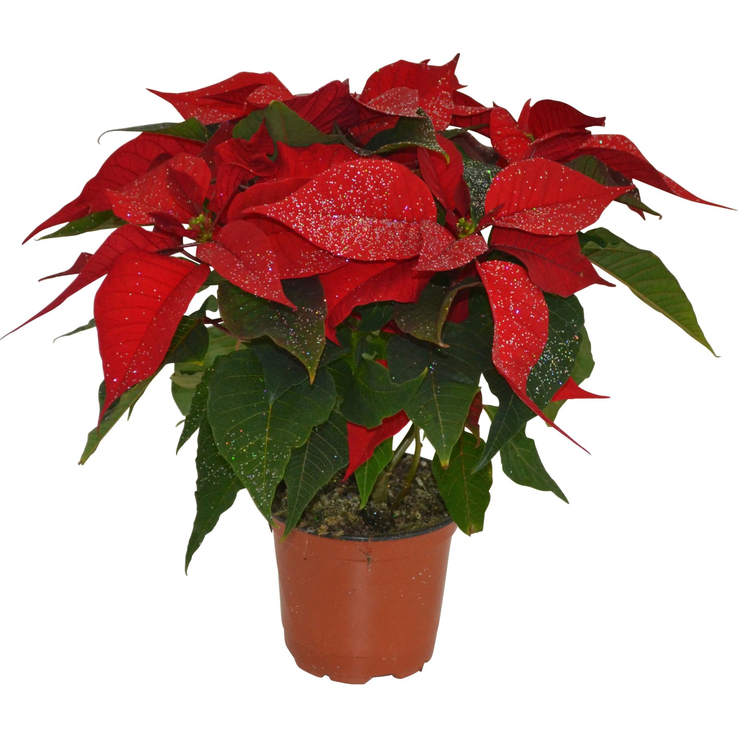 Weihnachtsstern Rot mit Glitzer Topf- ca. 11 cm Euphorbia kaufen bei OBI