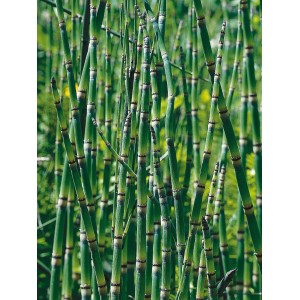 Grüner Teichschachtelhalm (Equisetum japonicum) im Topf für den Gartenteich.