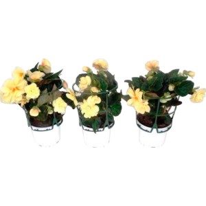 Drei gelbe Begonien Chardonnay im Topf, ideal als Stehpflanzen für Balkon und Garten.