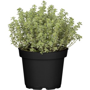 Frischer, echter Thymian im Topf (Ø 12cm) von OBI Living Garden. Ideal als Küchenkraut und Heilpflanze.