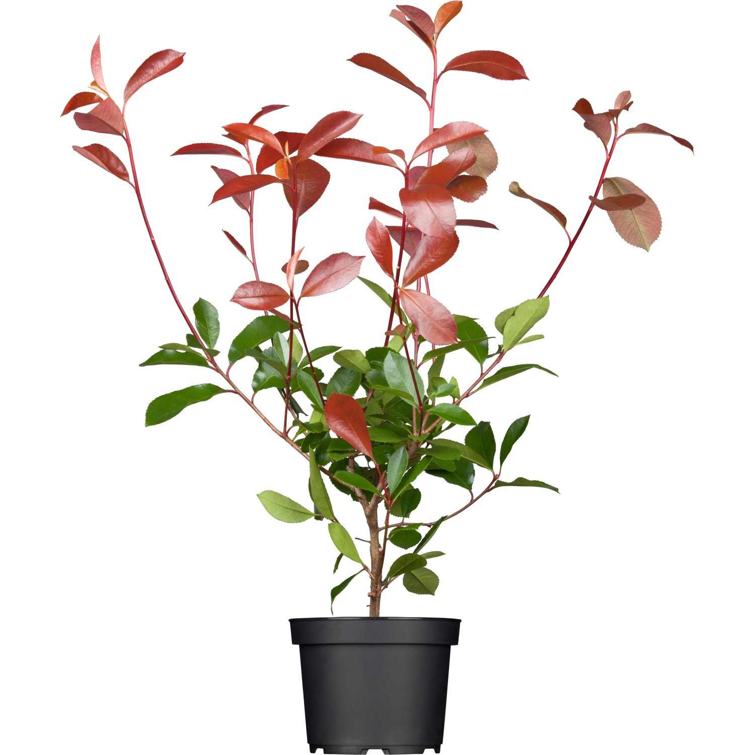Glanzmispel "Red Robin" Set  15 Stck Hhe ca. 60 - 80 cm Photinia fraseri  kaufen bei OBI