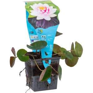 Seerose "Madame Wilfron Gonnère" Hellrosa Topf-Ø ca. 11 cm Nymphaea