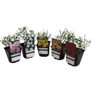 Verschiedenfarbige Bodendeckerrosen (Höhe 10-20 cm) im 2 l Topf.