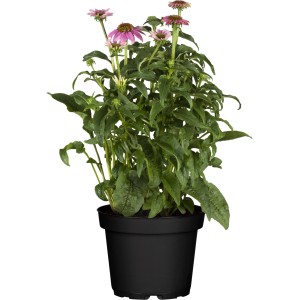 Scheinsonnenhut 'Delicious Candy Pink' im Topf, ca. 19 cm Ø, Echinacea purpurea.