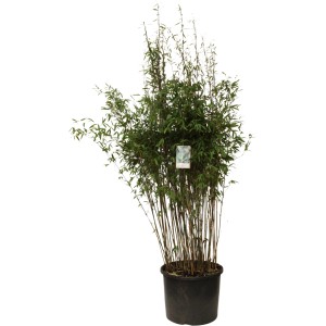GROW by OBI Schirmbambus 'Black Pearl' ca. 40-60cm Topf ca. 5 l Fargesia nitida