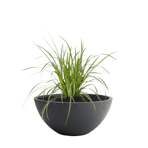 Pflanzwerk Pflanzschale Bowl Premium Frostbeständig 55 cm Anthrazit