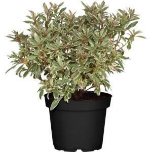 Japanische Azalee 'Hot Shot Variegata' im Topf: Rot blühende Azalee mit panaschiertem Laub.