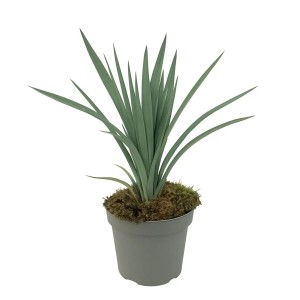 GROW by OBI Flachslilie "Blue Stream" T14cm H30cm Dianella revoluta