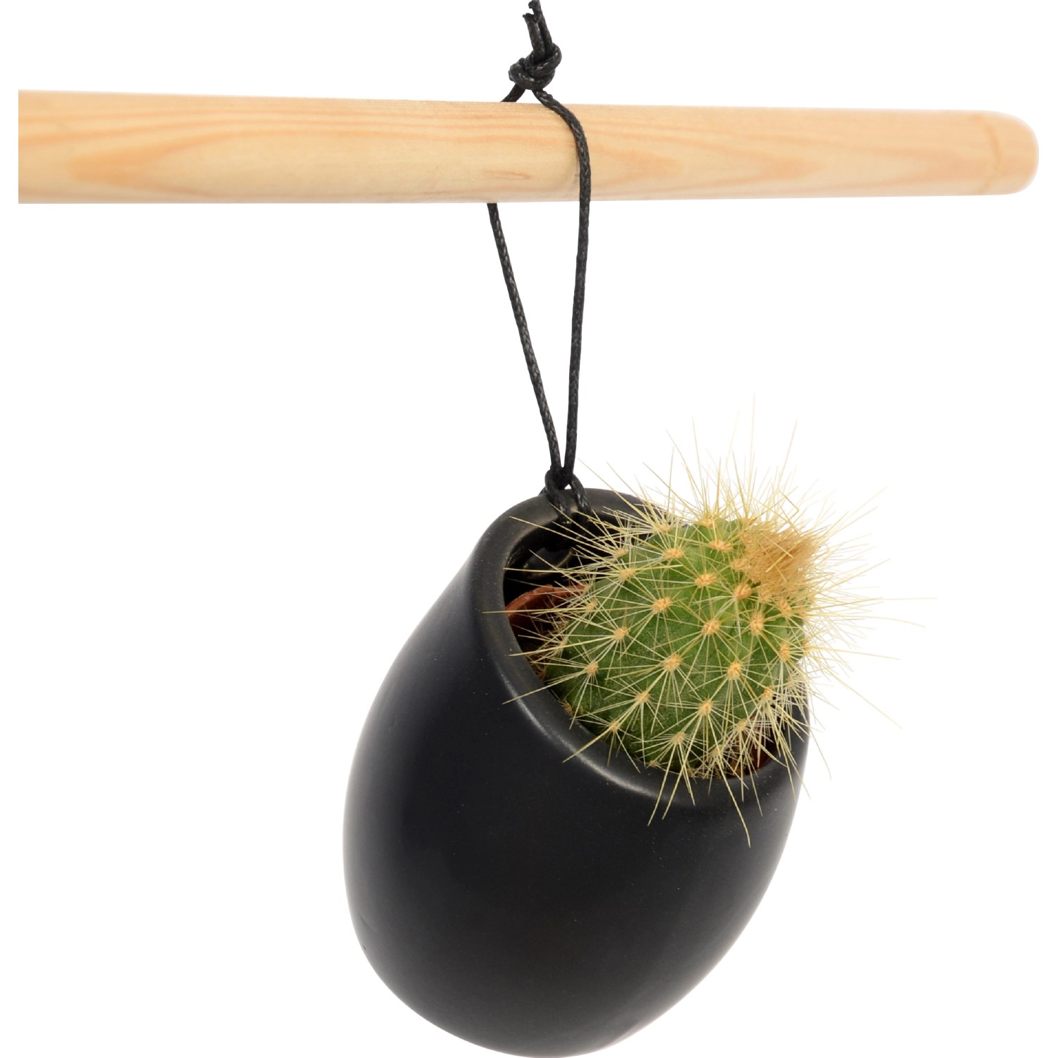 Kaktus in hngender Keramik Topf- ca. 5 cm kaufen bei OBI