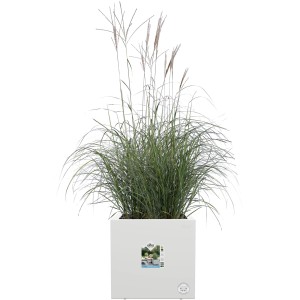 Weißer Elho Vivo Next Pflanztopf 40 cm mit Rollen, bepflanzt mit Ziergras.
