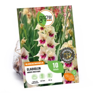 Verpackung Gladiole Amber Mistique, cremeweiße Blüten mit rosa Akzenten. Blumenzwiebeln für Beet und Kübel.