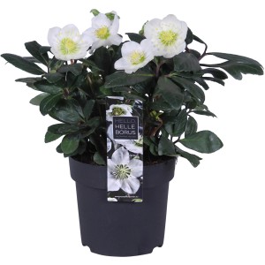 Winterrose 'Niger' im Topf, weiße Blüten mit gelber Mitte, ca. 14cm Topf-Ø. Christrose für den Wintergarten.