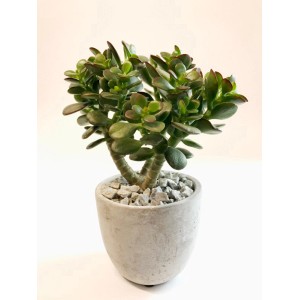 Sukkulenten-Mix im Beton-Topf (Ø 12cm): Grüne Zimmerpflanze mit grauen Ziersteinen im Topf.