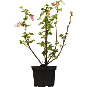 Rosafarbene Zierjohannisbeere (Ribes) im Topf, ca. 30-40 cm hoch.