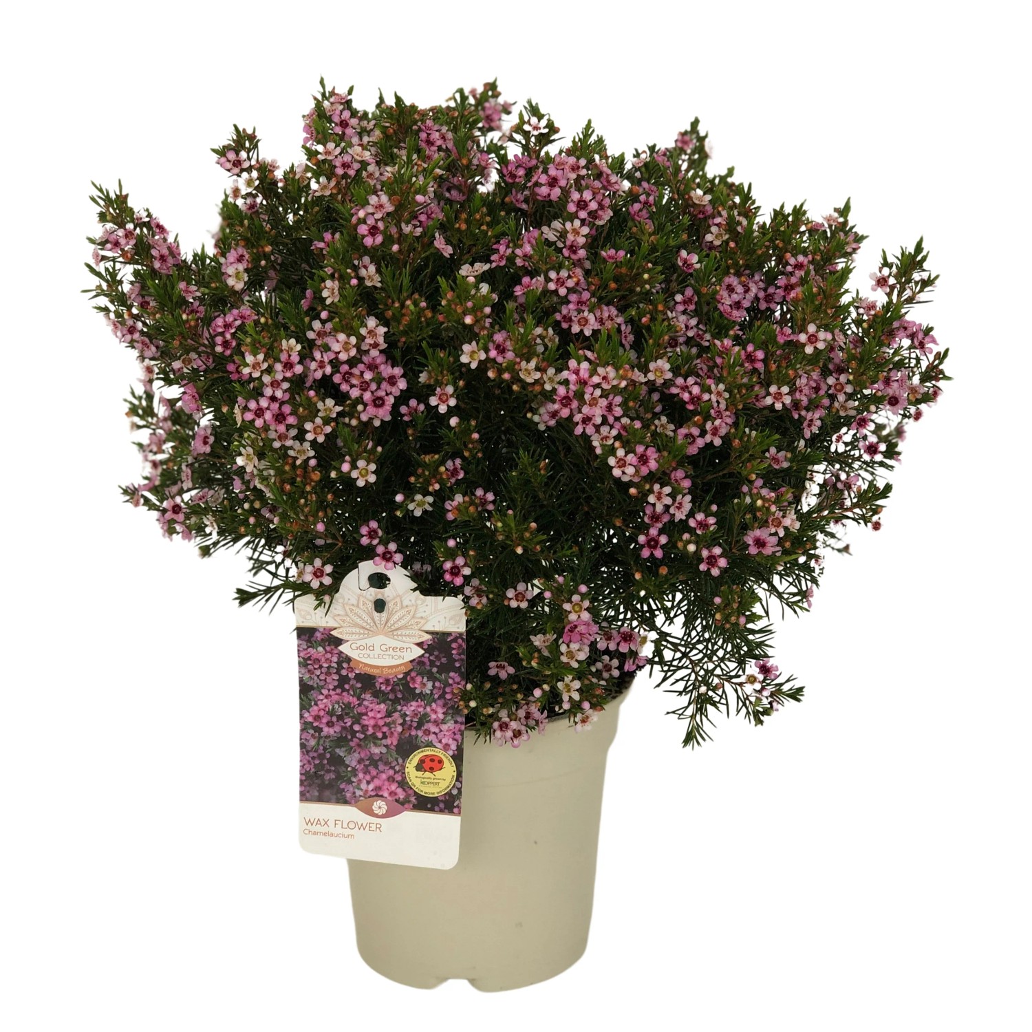 Wachsblume Winterhart Kaufen