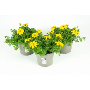 Drei gelbe Grow by OBI Zweizahn Bidens Hängepflanzen im Topf, Topf-Ø ca. 13 cm.