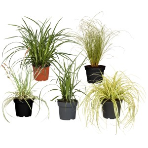 Verschiedene Seggen (Carex) im Topf, ideal für Beet, Teichrand oder Kübel.