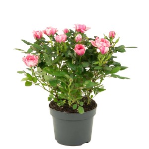 Zimmer-Rose Sortiert Höhe ca. 25 - 30 cm Topf-Ø ca. 10,5 cm Rosa Hybride