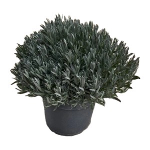 Lavendel Lila Topf-Ø ca. 27 cm Lavandula angustifolia
