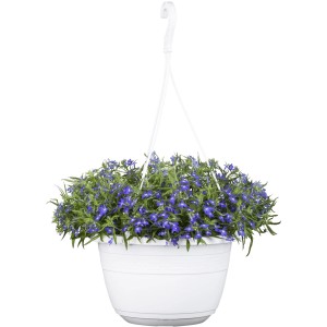 Blühende Lobelie Ampel mit violetten Blüten in weißem Topf, ideal für Balkon und Terrasse.