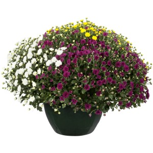 Chrysantheme Skyfall Trio im Topf mit weißen, gelben und violetten Blüten.