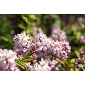 Nahaufnahme der rosafarbenen Blüten der Rosendeutzie Mont Rose.
