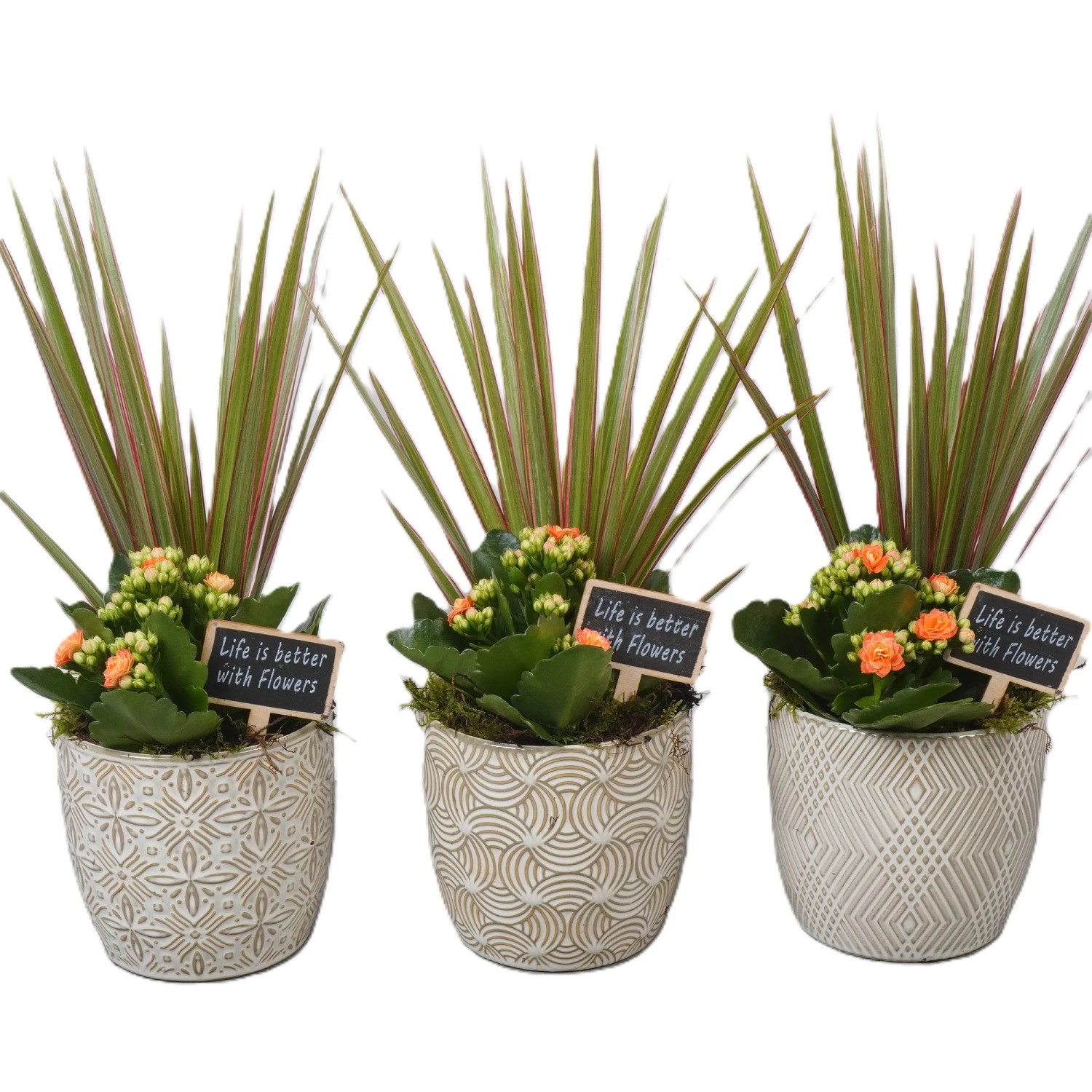 Zimmerpflanzen-Arrangement im Keramik-Gef Auswahl Topf- ca. 12 cm kaufen  bei OBI