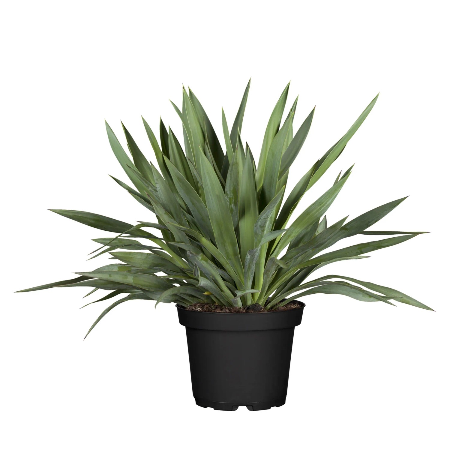 sansevieria star green Sansevieria Star Green Granite