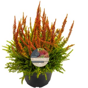 Calluna Beautybelle XL im Topf, orange-grüne Heidekraut-Pflanze für Herbst und Winter.