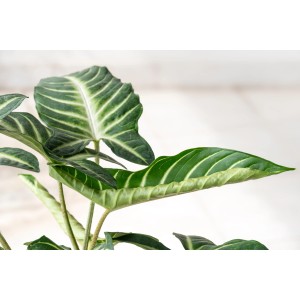 Weißadriges Pfeilblatt (Xanthosoma lindenii) mit markanten, hellen Blattadern. Dekorative Grünpflanze.