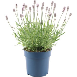 Lavendel "Felice Light Pink" Topf-Ø ca. 15 cm Lavandula angustifolia
