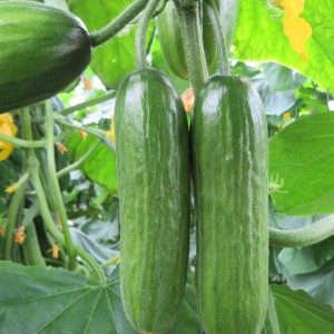 Frische, grüne Mini-Snack Gurken (Cucumis sativus) an der Pflanze.