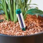 Seramis Gießanzeiger im Topf mit Pflanze und Granulat. Groß, 2er Set.