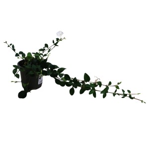 Immergrün Colada Weiß im Topf, ca. 15 cm Ø, Vinca minor mit weißen Blüten.