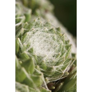 Nahaufnahme einer grünen OBI Spinnwebhauswurz (Sempervivum) mit weißem, spinnwebartigem Muster.