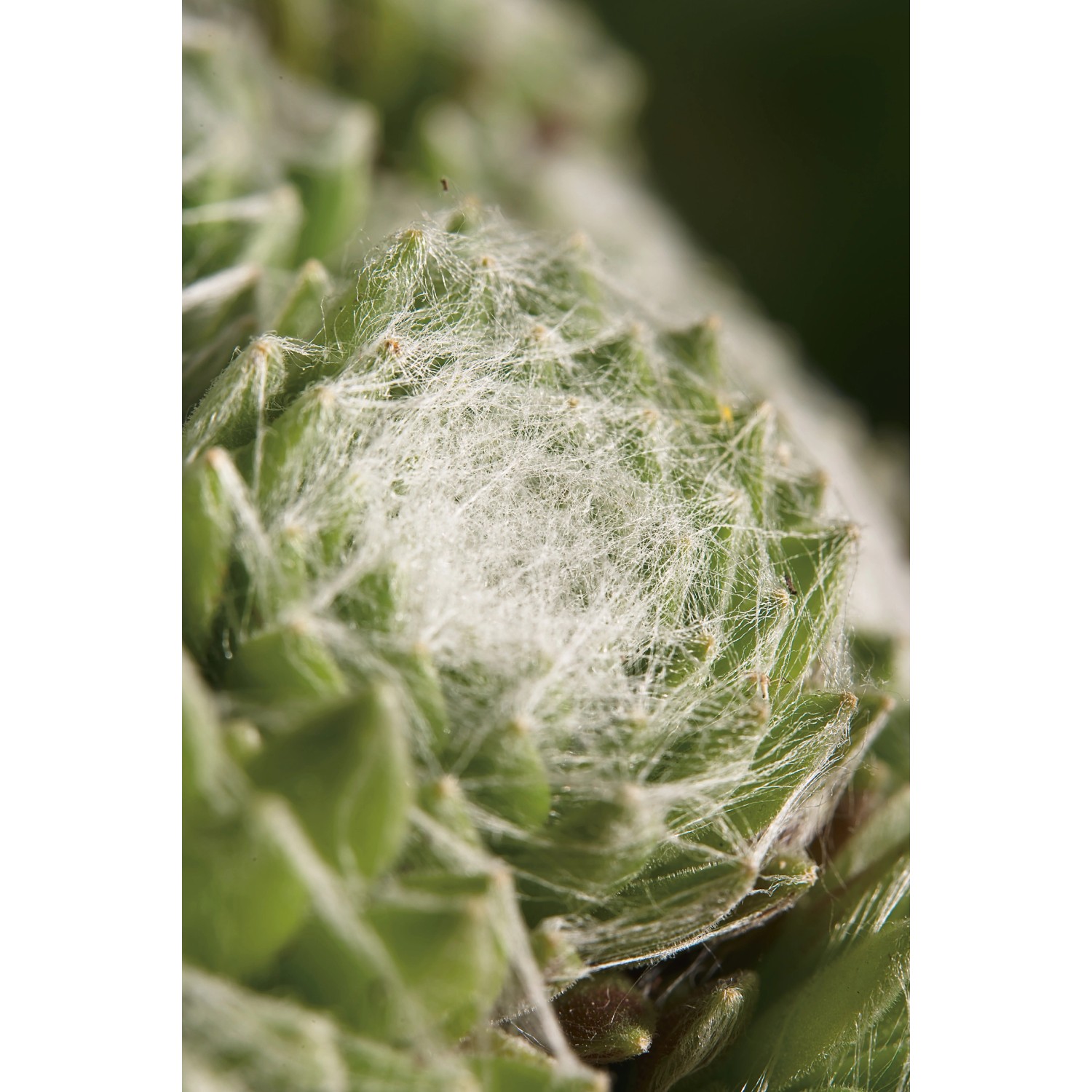 Nahaufnahme einer grünen OBI Spinnwebhauswurz (Sempervivum) mit weißem, spinnwebartigem Muster.