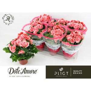 Elatior-Begonie Rosa-Weiß im Topf, ca. 20-30 cm hoch. Zimmerpflanze mit rosa Blüten.