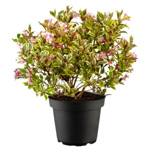 GROW by OBI Weigelie Vintage Love im Topf mit lachsfarbenen Blüten und grün-gelbem Laub.